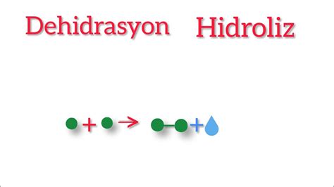 hidroliz ve dehidrasyon nedir